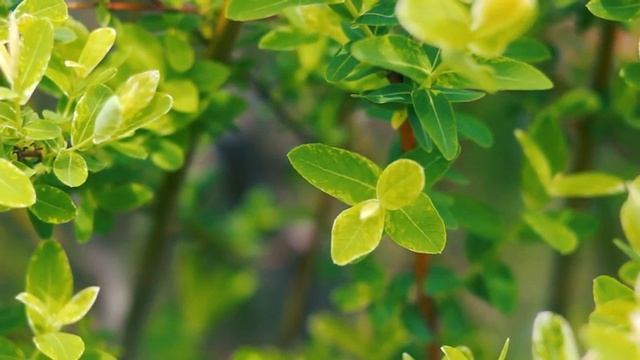 Весенний фон. Молодые листья весенней Ивы | Футажи красивая природа [FullHD] смотреть онлайн