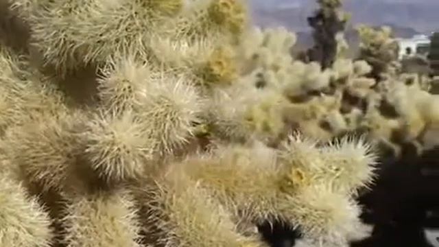 © Опунции, опунции!! Цилиндроопунции!!! Opuntia Bigelovii // USA, Arizona. Video O. Kovtun