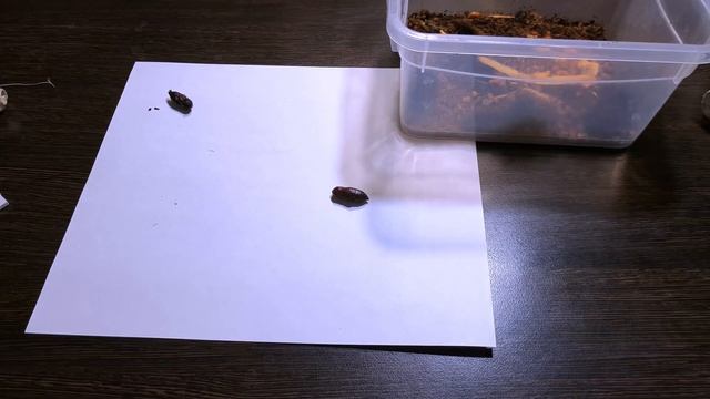ФЕРМА БАБОЧЕК СВОИМИ РУКАМИ . FARM BUTTERFLY DIY смотреть онлайн