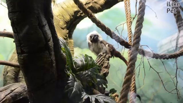 Эдипов хохлатый тамарин Образ жизни на ilikepet смотреть онлайн