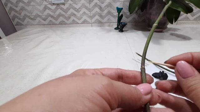 Получаем детку на черенке орхидеи. Пошаговая инструкция. смотреть онлайн