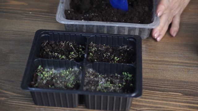 ПЛЕСЕНЬ НА РАССАДЕ ? Избавляемся БЕЗ Химии  ❌