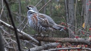 рябчики (самец и самка) рябина