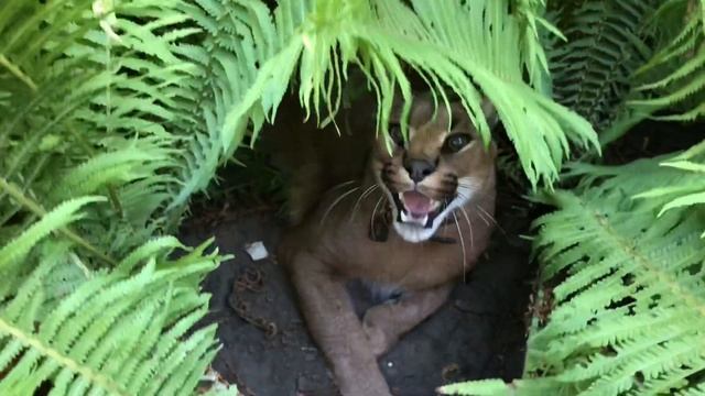 Каракал Гера (папоротниковый кот) смотреть онлайн