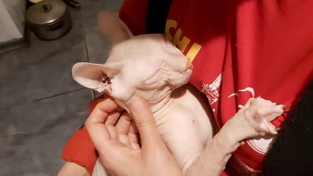 #сфинксы #sphynx Сфинкс приколы