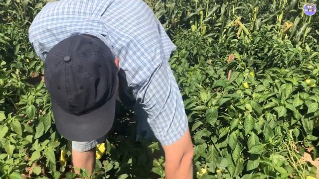 АПОЛЛО F1 - Шикарный толстостенный болгарский перец, прекрасный для рынка. смотреть онлайн