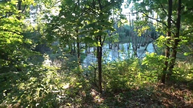 Охота на утку, рябчика! Мр27 м смотреть онлайн