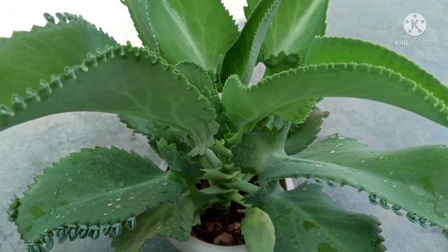 480 -मई मे बीज़ों से 24 तरह के फ्लॉवर ग्रो कर सकते /summer garden ke liye 24 tarah ke flower lagaye смотреть онлайн