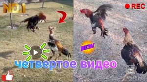 Четвертое видео - петушиный #бой