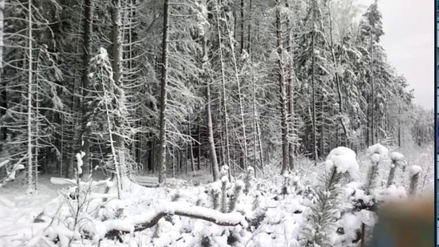 Заготовка леса в одиночку №5 Валка леса смотреть онлайн