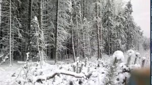 Заготовка леса в одиночку №5 Валка леса