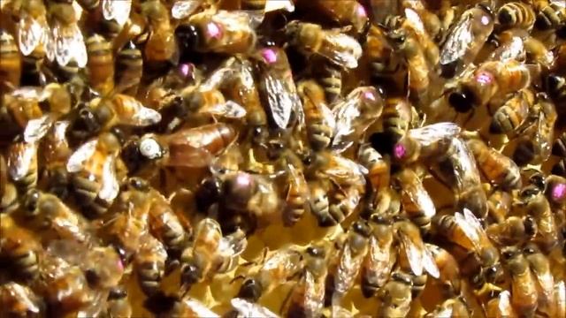 Сколько живет матка ИО? Golden Buckfast. смотреть онлайн
