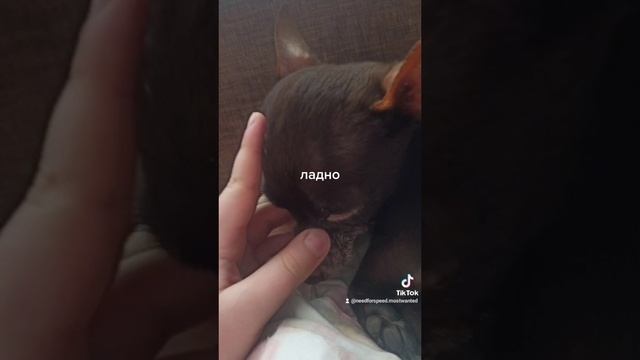 бебрик злой???