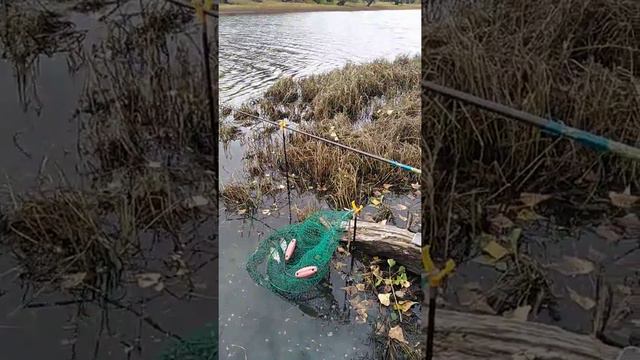 Астрахань сентябрь 2019 рыбалка отпуск Табун Арал смотреть онлайн