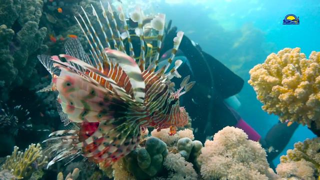 Риф Эльфинстоун