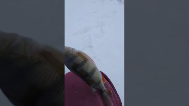 РЫБАЛКА на МОРМЫШКУ 🐟 ПЕРВЫЙ ЛЁД 🎣🐟🎣🌊🐟🎣🌊🎣🌊 смотреть онлайн