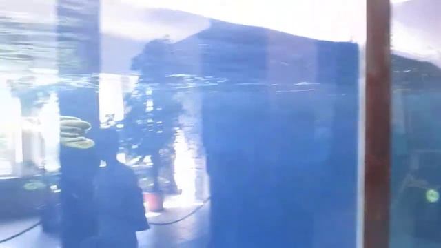 Тюлень, морской зоопарк в Мацесте смотреть онлайн