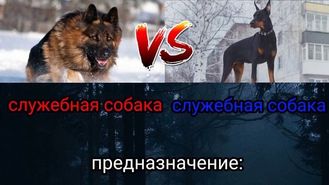 доберман против немецкой овчарки | doberman vs german shepherd смотреть онлайн