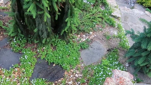 Ель ИНВЕРСА