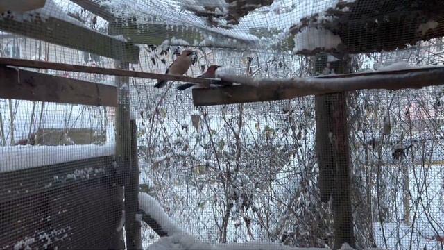 СОЙКИ ЗИМОЙ В ВОЛЬЕРЕ ❄️❄️ смотреть онлайн