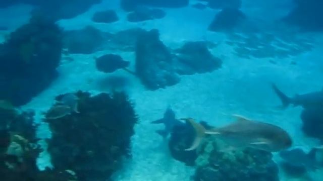 Lisbon Oceanarium / Oceanário De Lisboa