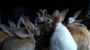 Можно ли кормить кроликов капустой( растения полезные и ядовитые для кроликов