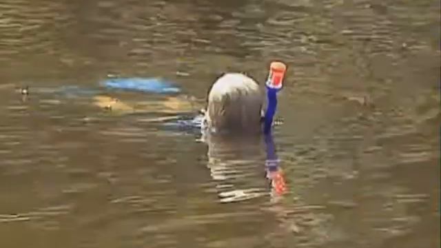 02. Зубы мегалодона / Megalodon Teeth