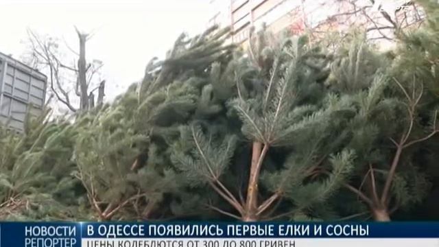 В Одессе появились первые елки и сосны: цены колеблются от 300 до 800 гривен смотреть онлайн