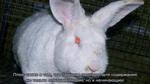 Белый паннон: характеристика и описание породы кроликов