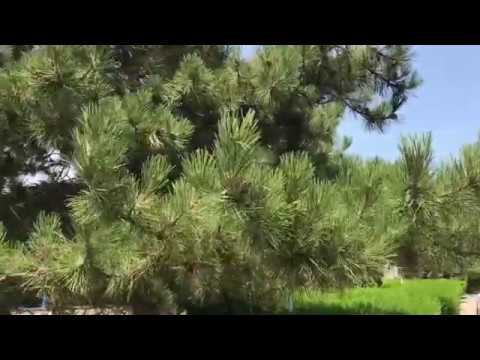 Едем из Голубицкой на Чёрное море, дом отдыха Волна, обзор смотреть онлайн