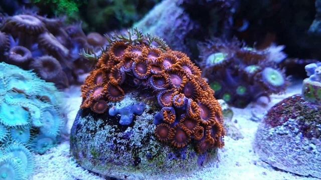 Свет, кораллы, добавки, самп. смотреть онлайн