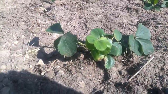 КЛУБНИКА на грядке РОЗУМА! смотреть онлайн