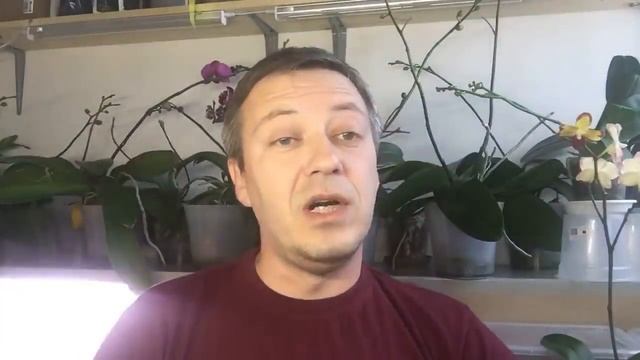 о цветущих ОРХИДЕЯХ на нашем ВАЛЬСЕ ЦВЕТОВ ваше мнение смотреть онлайн
