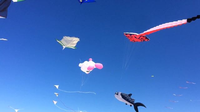 Sydney festival of the wind at Bondi Beach смотреть онлайн