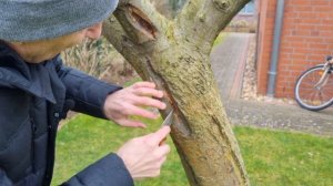 Лечим трещины на плодовых деревьях
