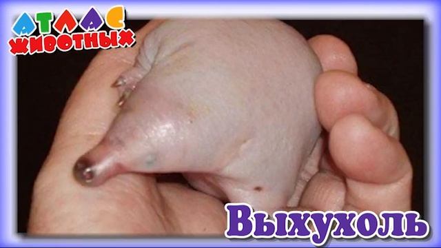 Выхухоль Атлас Животных смотреть онлайн