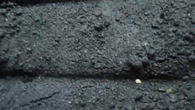 Сеем баклажаны правильно Нужна ли пикировка ПОВТОРЯЙ ЗА МНОЙ! Видеоурок от Ольги Черновой начинаю смотреть онлайн