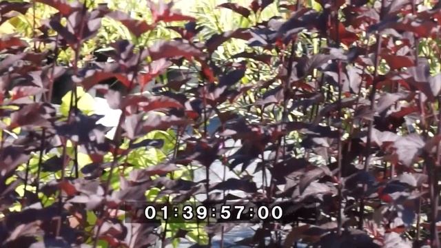 Вигор Форте: эксперимент с пузыреплодником смотреть онлайн