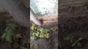 Томат Джина ТСТ и Розовое Чудо F1. Из просроченных семян после пересадки рассады в грунт.