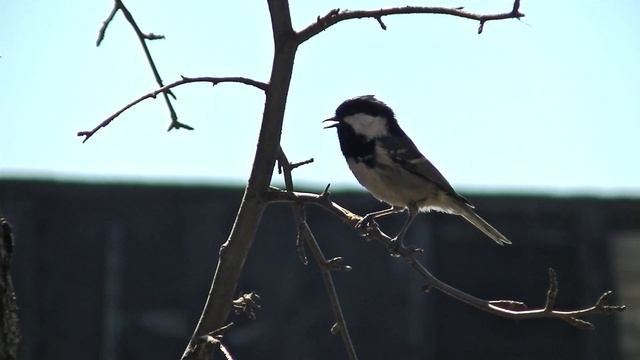 Птичка - синичка Московка смотреть онлайн