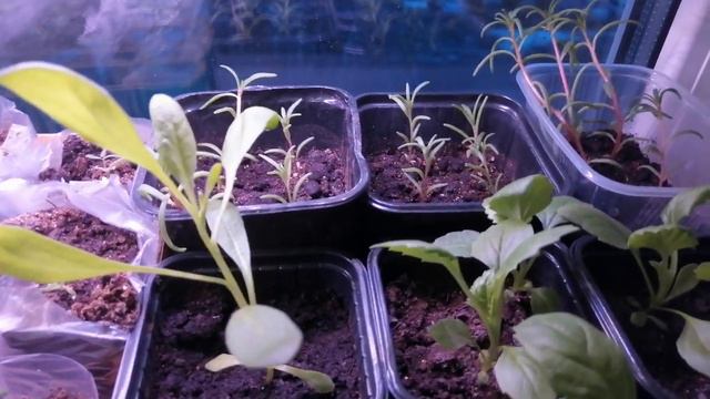 🐞6 апреля 2022 года🐞 💐обзор рассады💐 смотреть онлайн