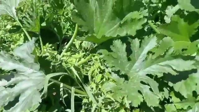 Вырастила арбузы и дыни в средней полосе смотреть онлайн