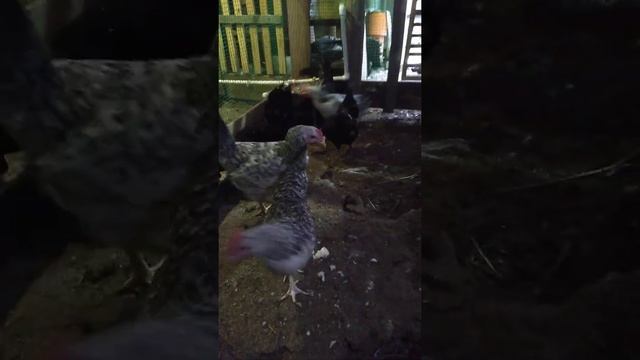 куры породы Ухейилюй и барковская борвистая смотреть онлайн