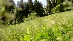 Витольд Петровский.Дороги любви.?❤️