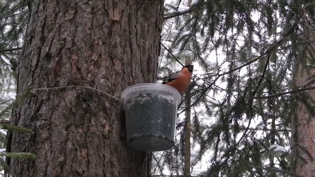 Снегири и другие птицы на кормушке смотреть онлайн