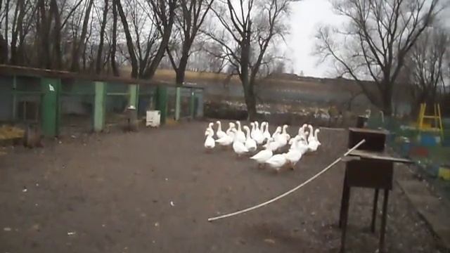 Правда о гусином мясе (Как выбрать гуся на новый год) смотреть онлайн