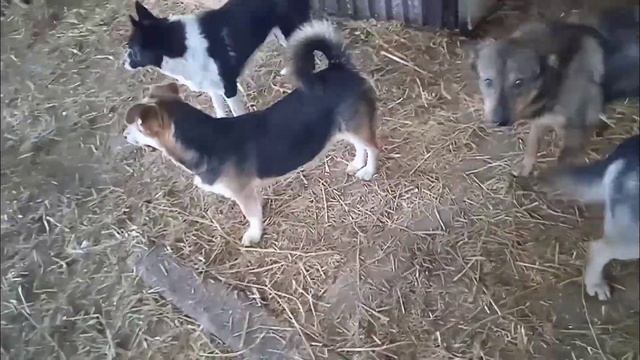 Лечение щенков не чем оплачивать. Сбор продолжается./Приют для собак г Ефремов смотреть онлайн