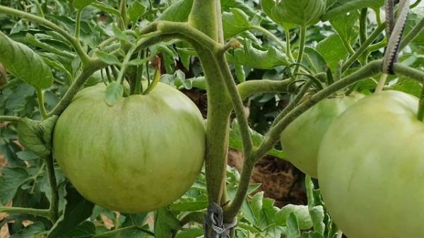 Томат МИНУСИНСКИЙ ЯБЛОЧНЫЙ 2020г