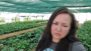 Обработки малины и ежевики по ягоде и  во время цветения
