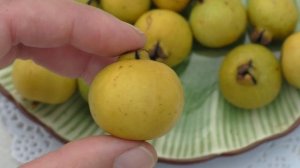 Псидиум Литорале \ (Лимонная гуава) \ Psidium Littorale - Yellow Cattley guava/Psidium cattleanum